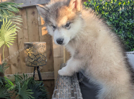 2 males left KC Reg Alaskan Malamute Puppies