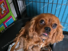 Cavalier king charles