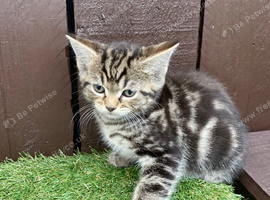 Reduced Price Siberian Forest Cat x Calico