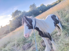 5 year old cob mear