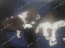 Border collie puppies
