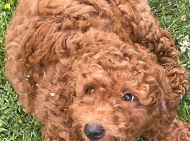 COCKAPOO PUPS