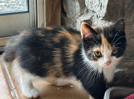 Beautiful Little Kittens