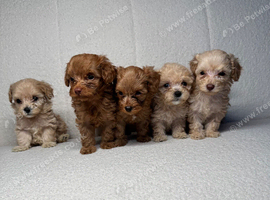Adorable F1BB teddy bear cockapoos