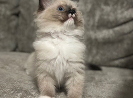Ragdoll kittens ready now