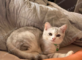 Silver tabby male
