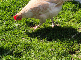 X2 Hybrid Hens