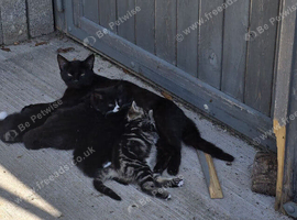 Kittens for rehoming