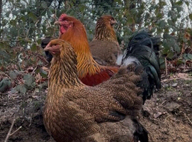 Brahma Hatching Eggs &ndash; Large Fowl Chicken &ndash; Big Strong Birds &ndash; Quality Stock