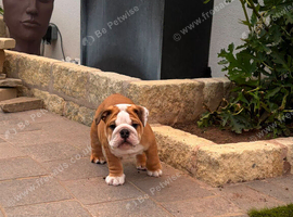 Traditional British Bulldog