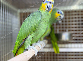 Orange winged Amazon