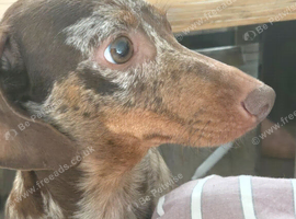 Lovely 4 year old girl