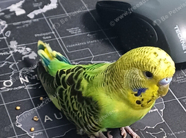 Cute young Budgie
