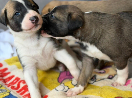 Lurcher puppies