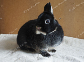 Black Otter Netherland Dwarf Doe