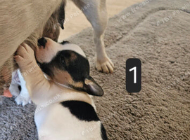 Jack Russell puppies