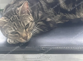 Beautiful & Loving Cat Looking for a Forever Home