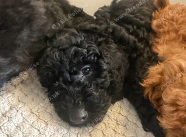 Miniature Labradoodle