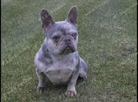 French Bulldog