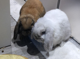 Looking for good home