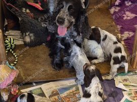 Show type cocker spaniel puppies