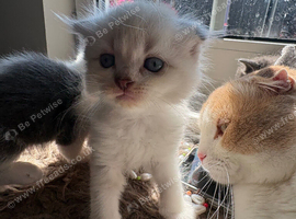 Blue eyes Scottish fold kittens