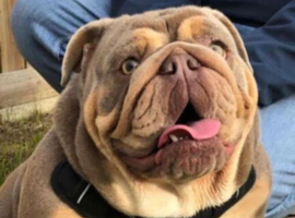 READY NOW 12 week old English Bulldogs last 2