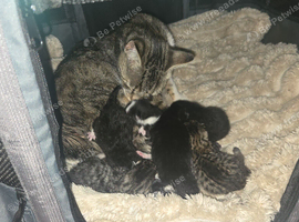 KITTENS AVAILABLE