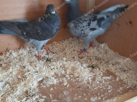 Raceing pigeons