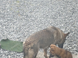 2 German Shepherd puppies