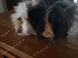 2 baby Peruvian guineapigs