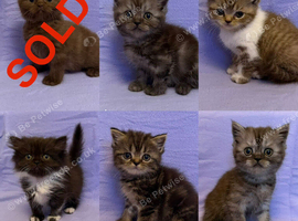 Ready to go British shorthair X Exotic Persian