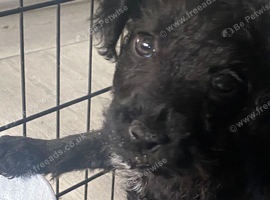 *patterdale pups READY NOW*