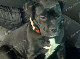 Cane corso / dog de bordeaux