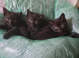 British Shorthair x Domestic Shorthair
