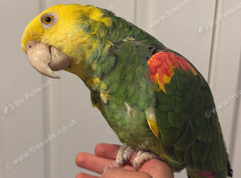 Tame Amazon yellow headed super talkative