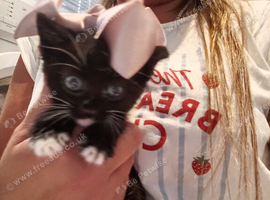 Kittens for sale