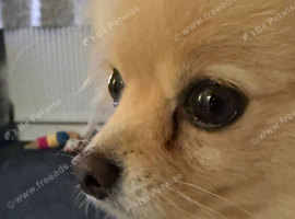 Female Pomeranian