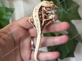 Various Crested Geckos