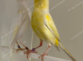 Irish Fancy Canaries (Essex)