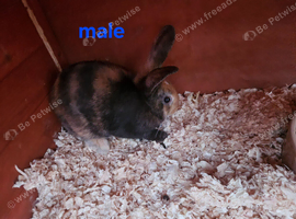 Mini lop x dutch