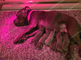 Stunning litter of blue Staffordshirebull terrier puppy's litter of 7 only 4 boys left