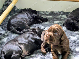K C Working cocker spaniels