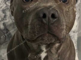 Beautiful Blue Staff Stud