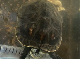 Chinese striped turtles