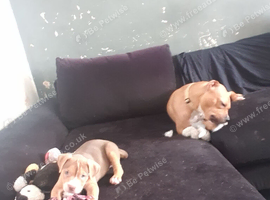 Female puppy