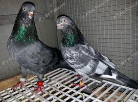 HIGHFLYER PIGEONS SALE