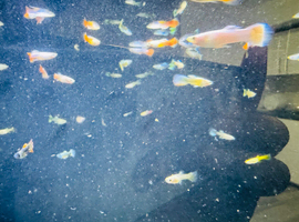Mix metalic guppies