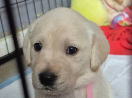 Goldador puppies