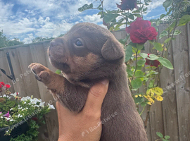 Pretty Jack Russell&rsquo;s pups